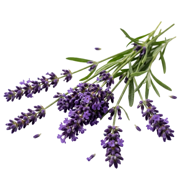 Lavender bunch