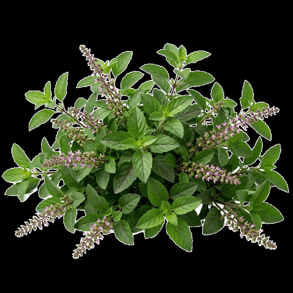 Lavender essential oil with diffuser
