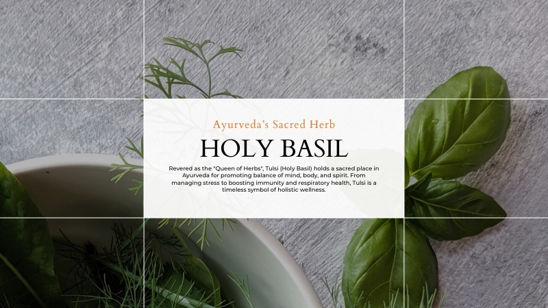 Holy Basil: Nature's The Sacred Herb in Ayurveda 