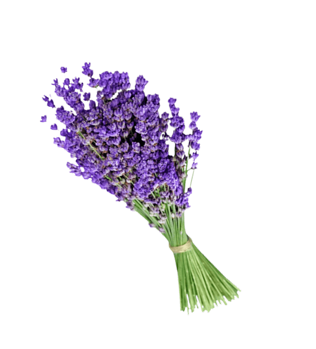 Lavender bunch