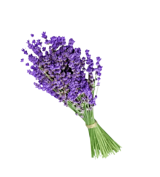 Lavender bunch